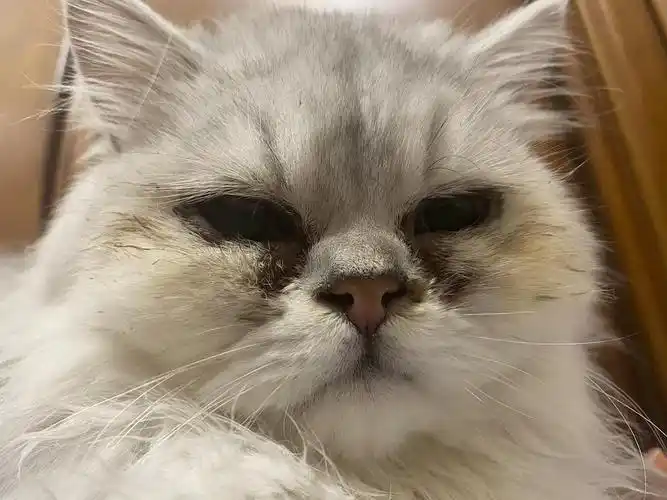 讨论这是泪痕吗