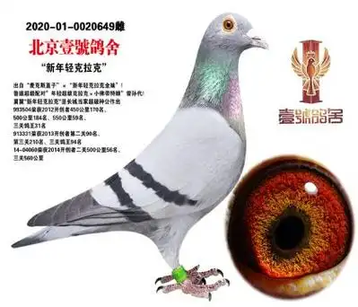 北京壹号鸽舍"新年轻克拉克"
