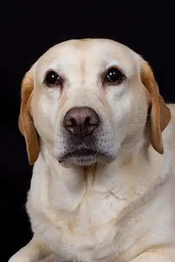 狗,拉布拉多犬,猎犬_高清图片_全景视觉