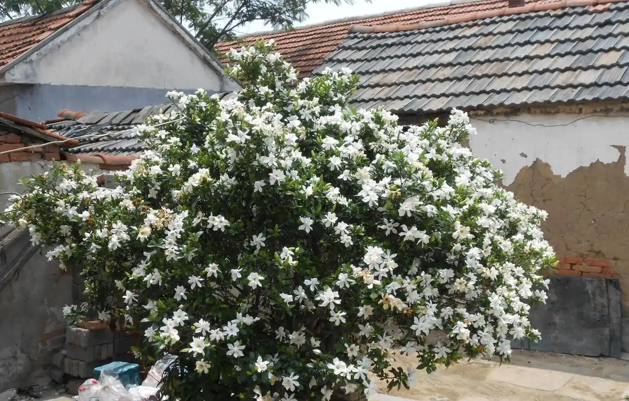 家庭养栀子花,秋季别忘"换盆施肥",长成一棵树,花多株型美!