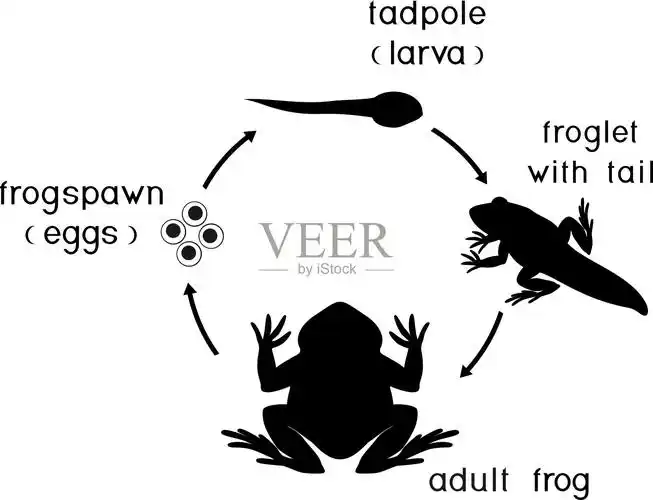 青蛙的生命周期青蛙从卵到成年动物的发育阶段顺序插画图片素材