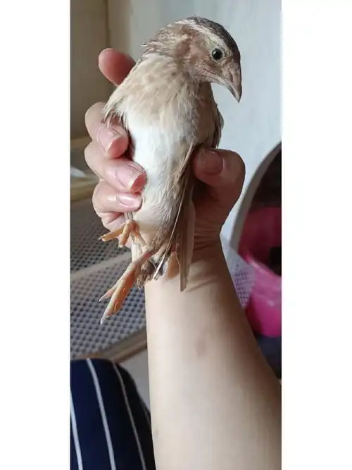 各位前辈来认芦丁鸡公母了,第一只是鹌鹑大哥