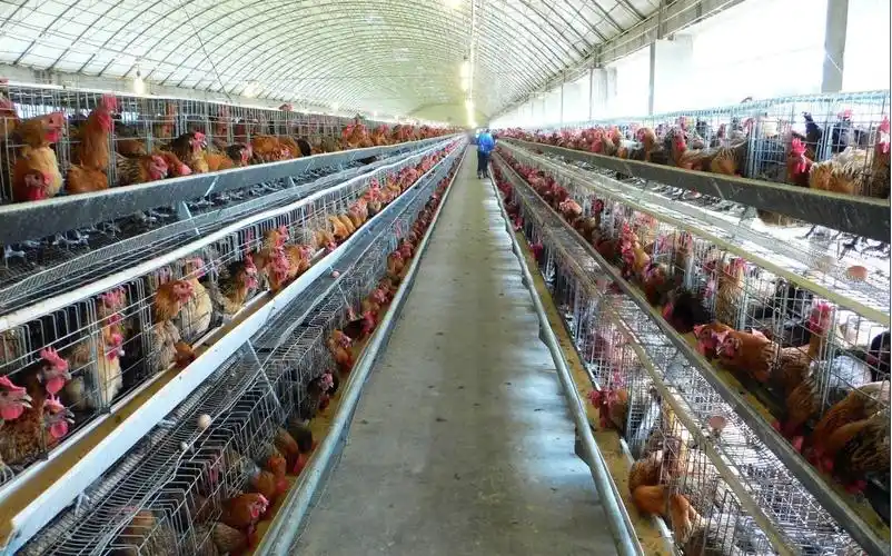 夏季高温来袭养鸡场怎样预防热应激?