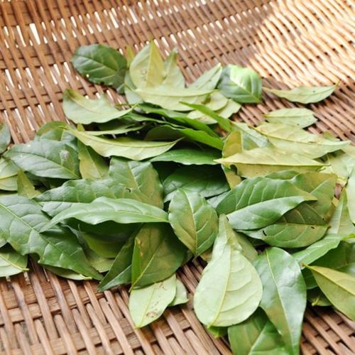 余庆发酵小叶苦丁贵州特级野生茶叶河江牌正品代用