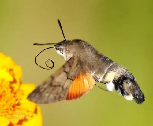 朔州发现罕见昆虫四不象蜂鸟鹰蛾