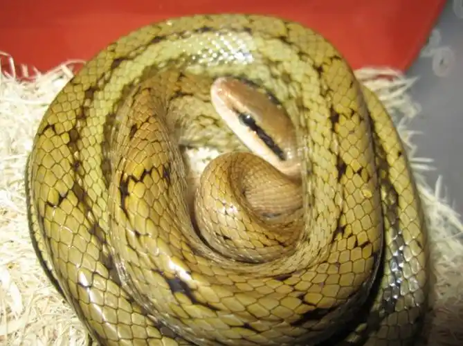 黑眉锦蛇指名亚种