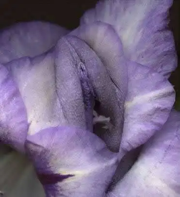 女性生殖器官真人图 正常女性阴道图片女性私密图片