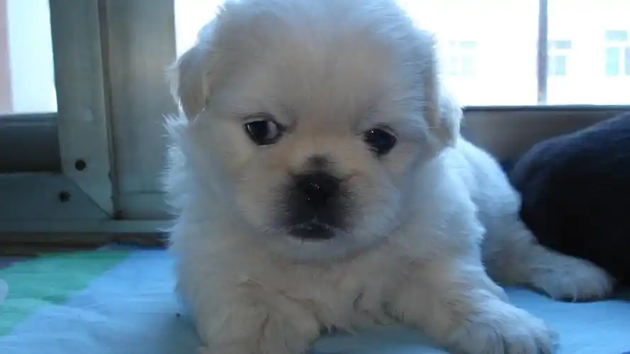 低价出售自家养京巴