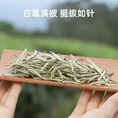 勐洛小寨茶叶白毫银针正宗云南白茶古树2024年新茶景谷单芽大白毫月光