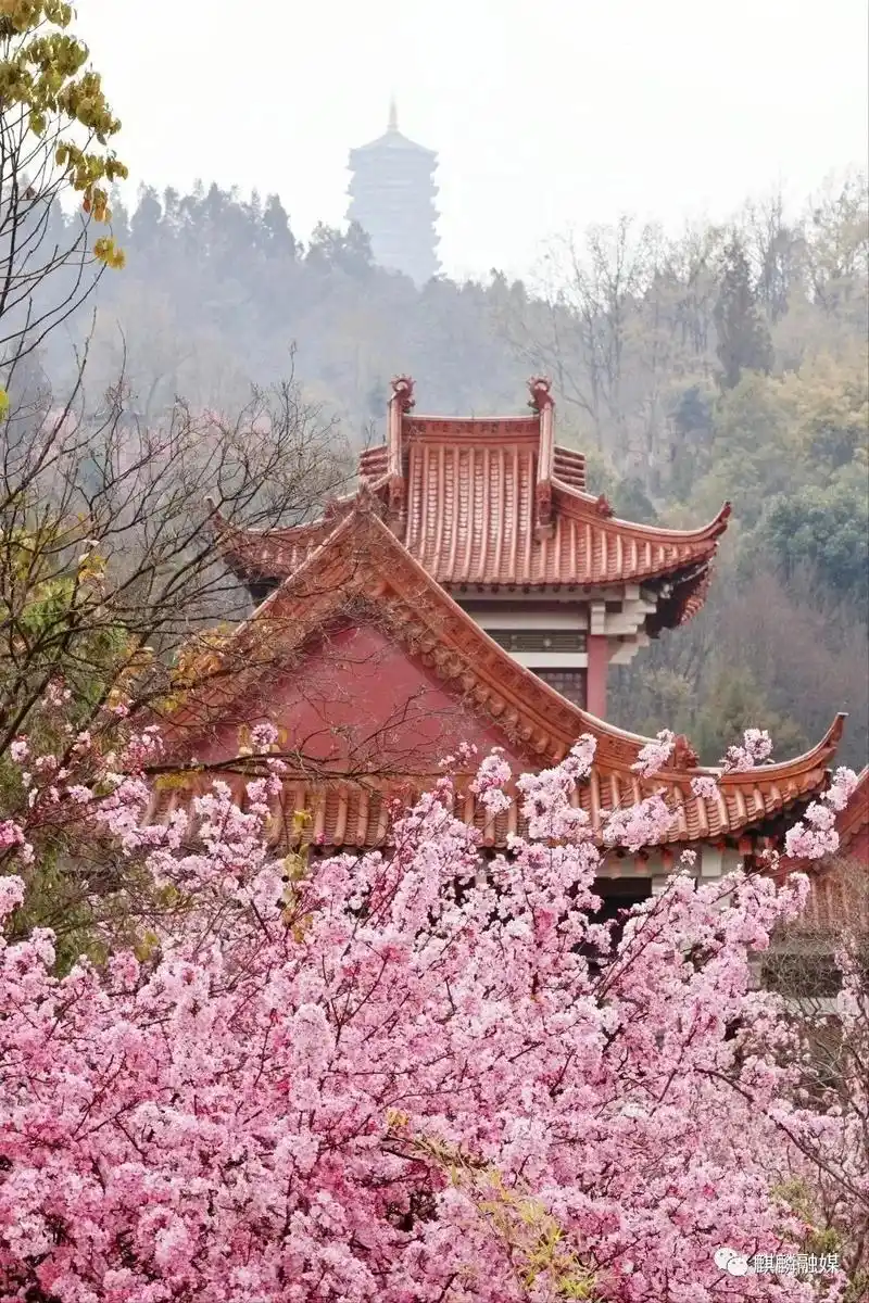 曲靖麒麟"五一":寥廓山惊艳不止你的双眼.寥廓山风景林区 依 - 抖音