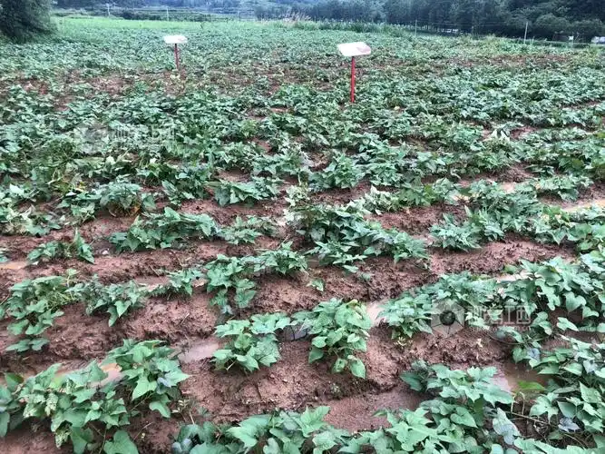 江西省横峰县港边乡大力发展红薯产业,全乡3000多户农户种植红薯4000