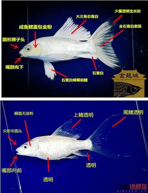 2016 台湾白金蝴上海水族馆开放时间蝶龙鲤分辨图