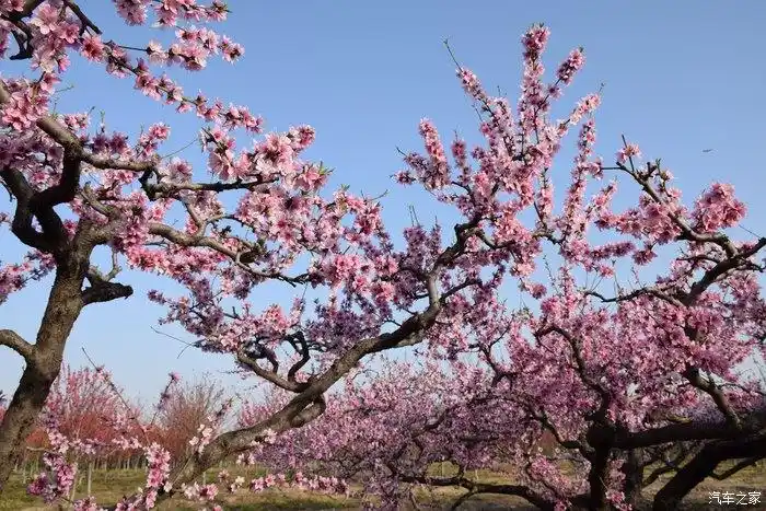 滹沱河风景区--桃花林