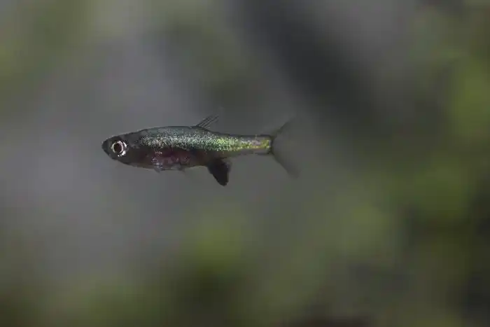 俺最喜欢的灯鱼钻石红莲灯蓝色型n张六