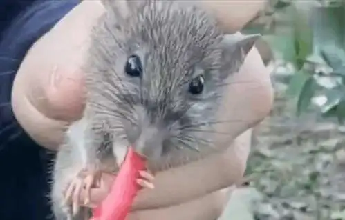 男子将尖椒放入老鼠嘴内用手机拍下这样的画面