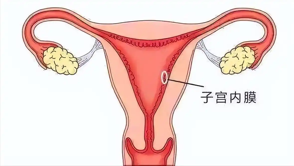 容易!人的子宫内膜正常厚度是多少"年近古稀"-第2张图片-霓裳博客