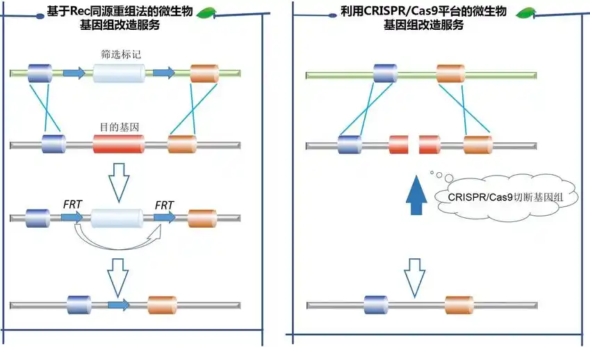 基于rec同源重组法的微生物基因组改造服务和利用crispr/cas9平台的微