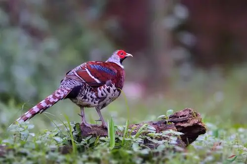 白颈长尾雉 - 皇城根拍鸟e族 鸟网