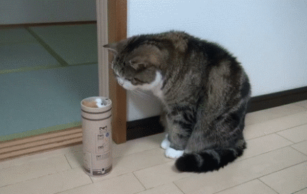 动物喵星人搞笑萌萌哒gif动图_动态图_表情包下载_soogif