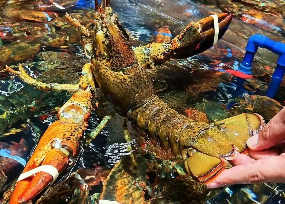 小螺号海鲜.79代100代金券,198波士顿龙虾02套餐,全 - 抖音