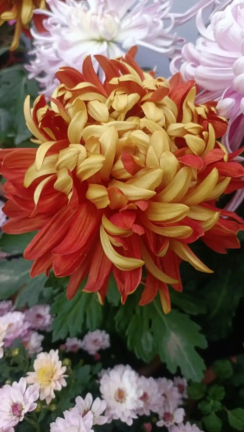 菊花极品一金背大红,国华系列.