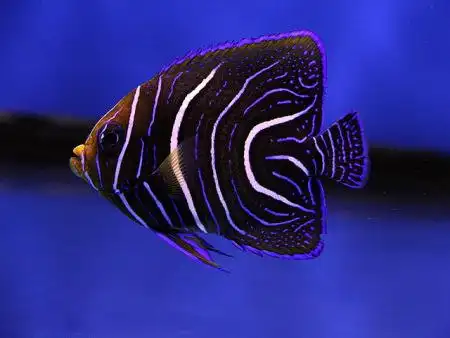 黑白关刀的基本信息