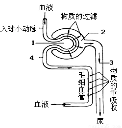 第二次月考七年级生物试卷 > 题目详情下图是尿液形成过程的示意图,请