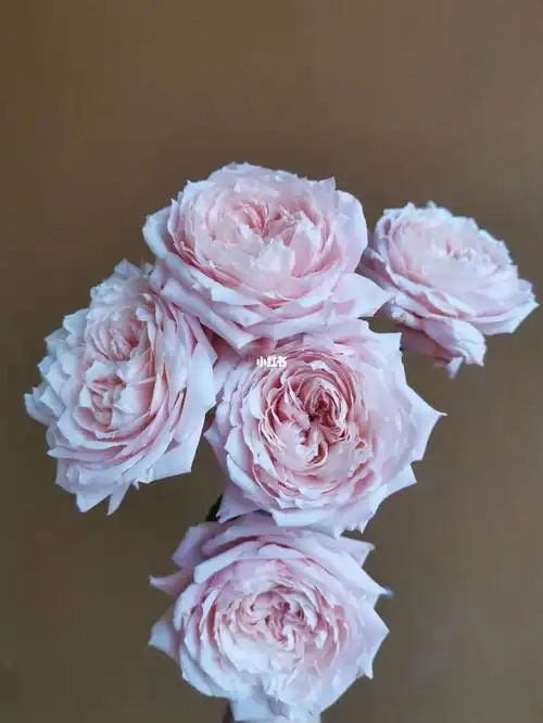 单头玫瑰朱丽叶塔