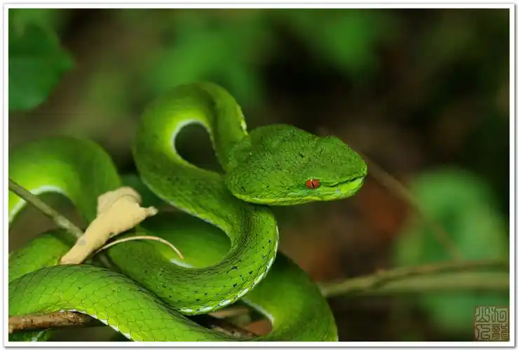 福建竹叶青[原创摄影]