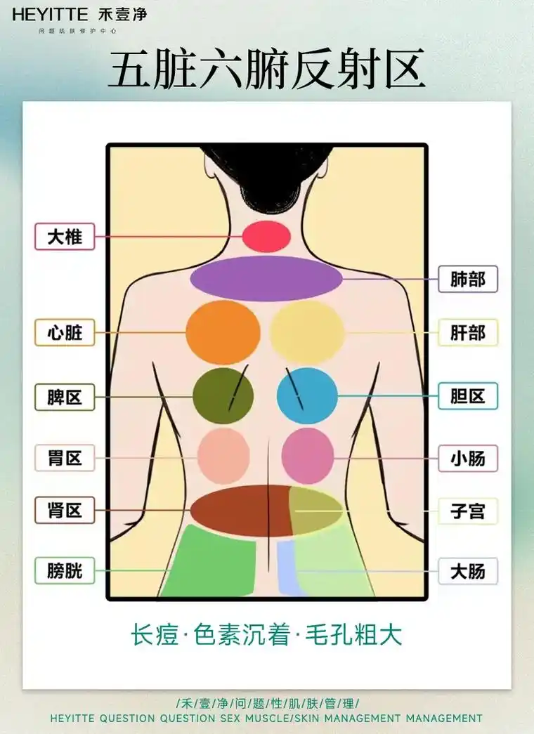 五脏六腑反射区