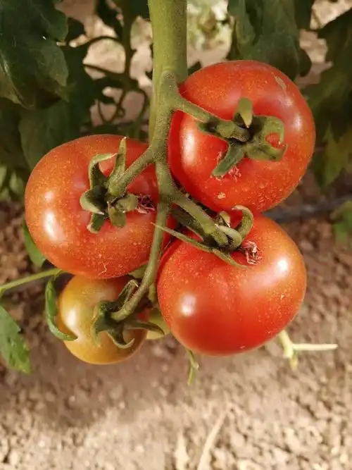 仅限北京六环内丽妃蜜水果番茄3斤装稀缺上市黄金酸甜比糖度高于8比