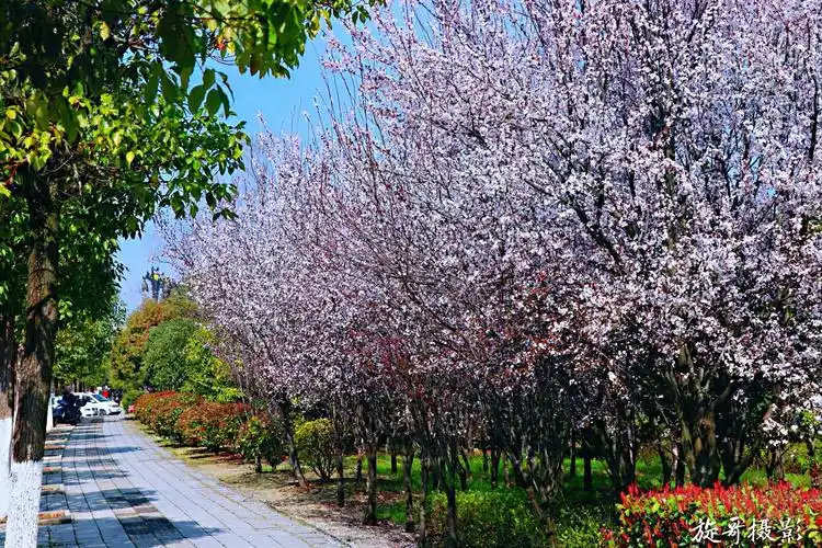 文化公园路边如樱似雪的红叶李