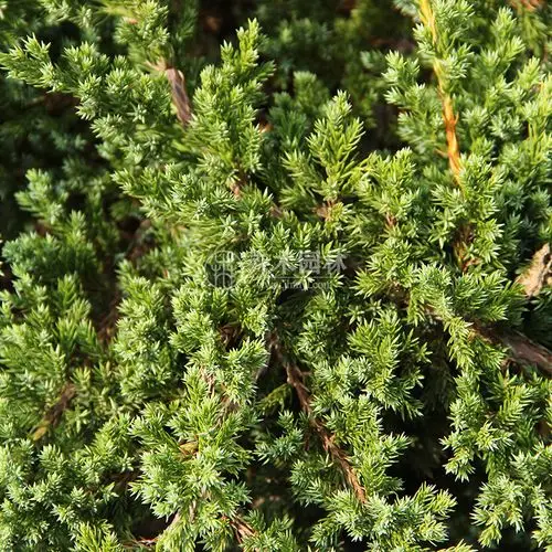 伏地柏or铺地柏,怎么区分?