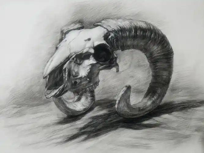 教师作品,素描山羊头