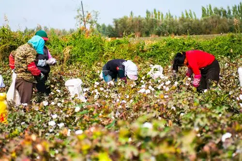 新疆摘棉花