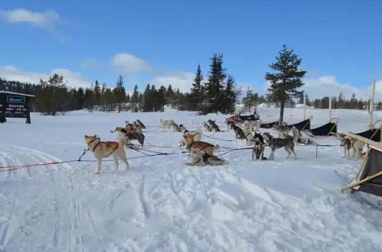 dog sledge - salen, sweden