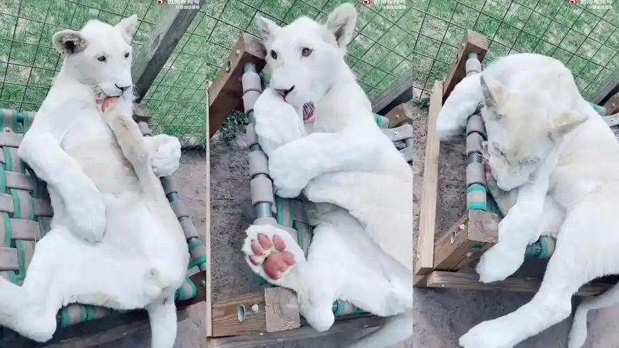 没想到狮子也会啃脚脚 ,肉垫还粉粉的,傻乎乎的有点可爱