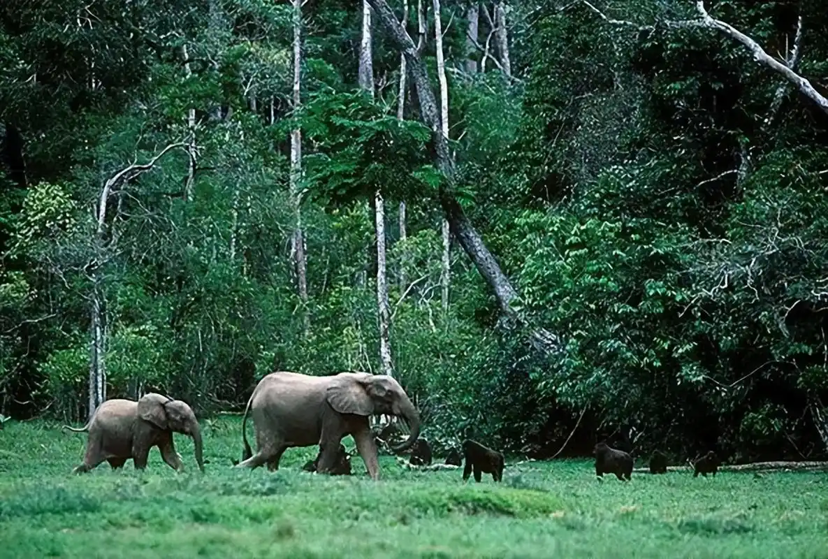 为何说非洲的"刚果雨林"是人类的禁区?它恐怖在什么地方