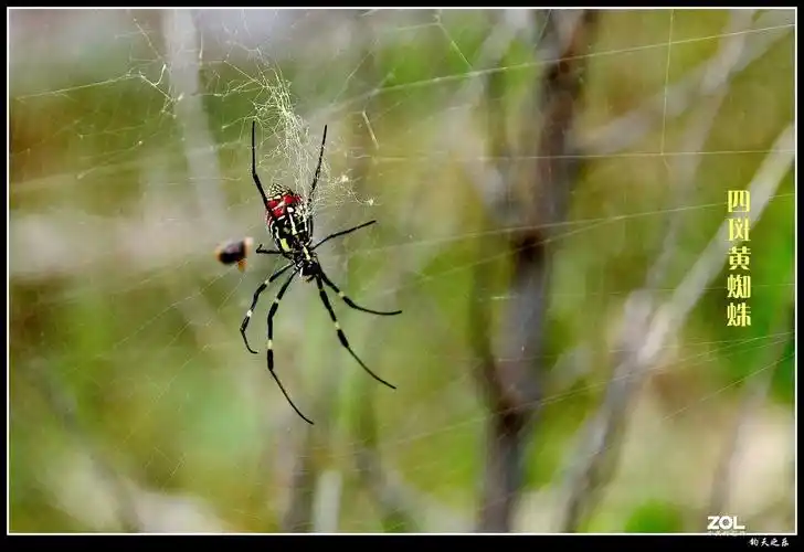 四斑黄蜘蛛