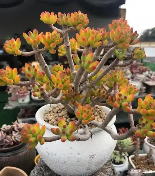 头一次见这么漂亮的八千代,5点做好,也能培育出好状态