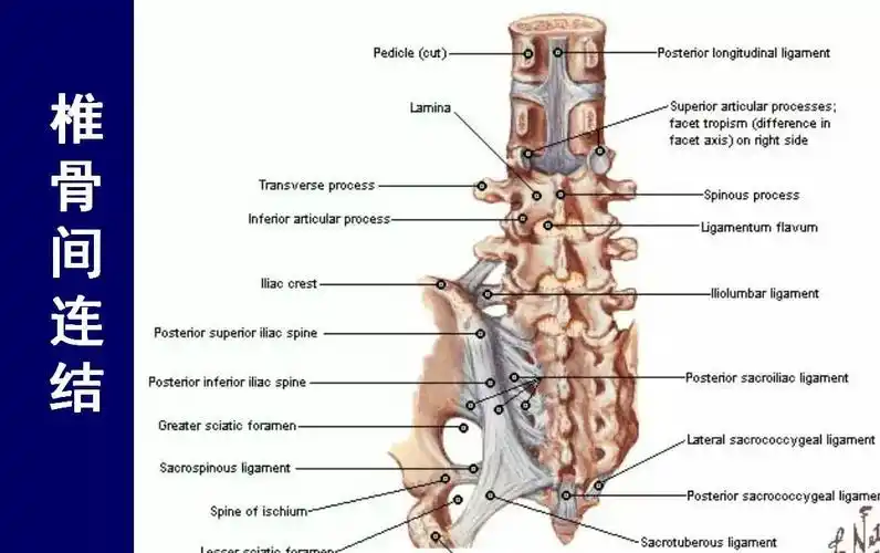 脊柱腰段的相关解剖(图解)