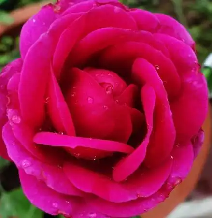 一朵大红花微信头像图片