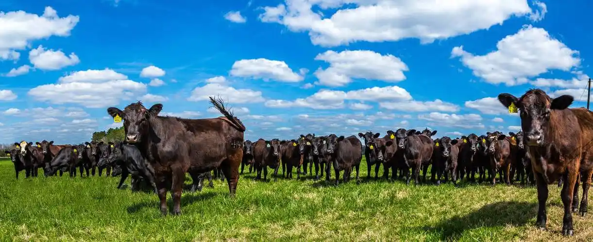 67四通福德吉小栏|澳大利亚活牛存栏量回升,牛肉供应量和出口量有