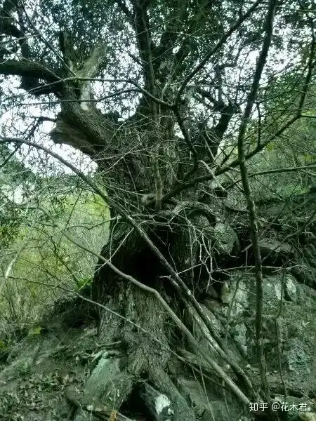 精美盆景素材推荐鬼柳木樨榄