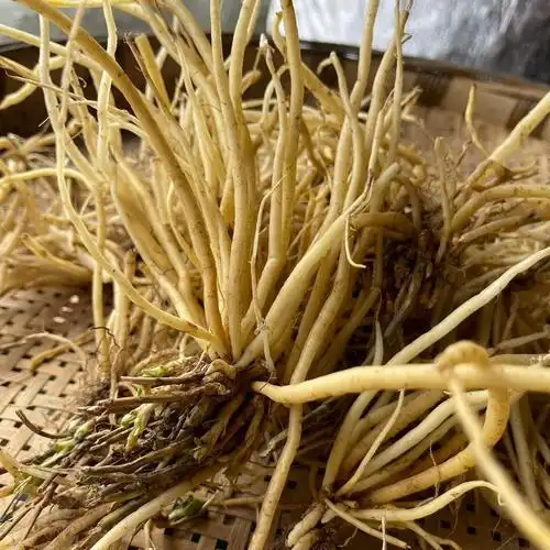 伟博新鲜龙胆草 贵州省野生龙胆草 苦胆草 中草药材龙胆 纯根500g