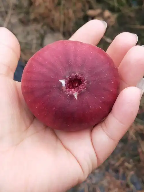 供应大厅  水果 无花果  商品属性 品种名:波姬红无花果 品种名