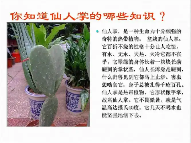 (最新)语文a版语文四上《仙人掌王国》优质公开课课件ppt