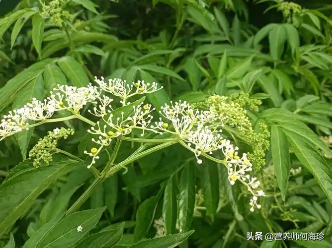 可以说,接骨草是一种可以观叶,观花,观果又可入药的野生植物,这种不可