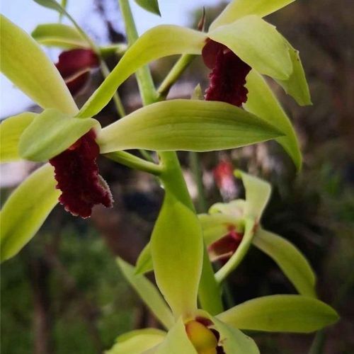 经典惠兰名品(至尊红颜)浓香型红花红素老种兰花苗室内客厅花卉