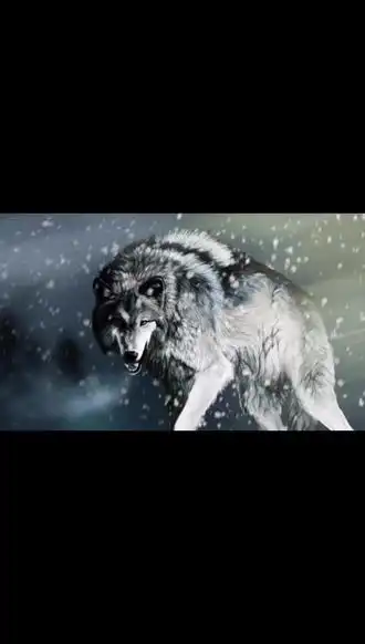 承诺,誓言,狼回头在抖音记录美好生活20210920 - 抖音